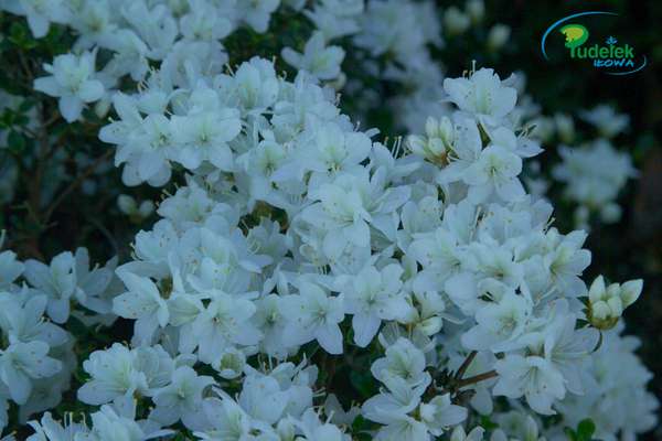 Azalia japońska Kermesina Alba